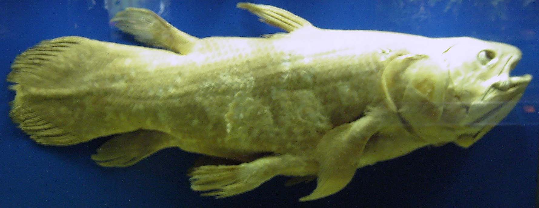 vanhakala